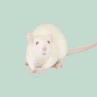 高血压动物模型构建