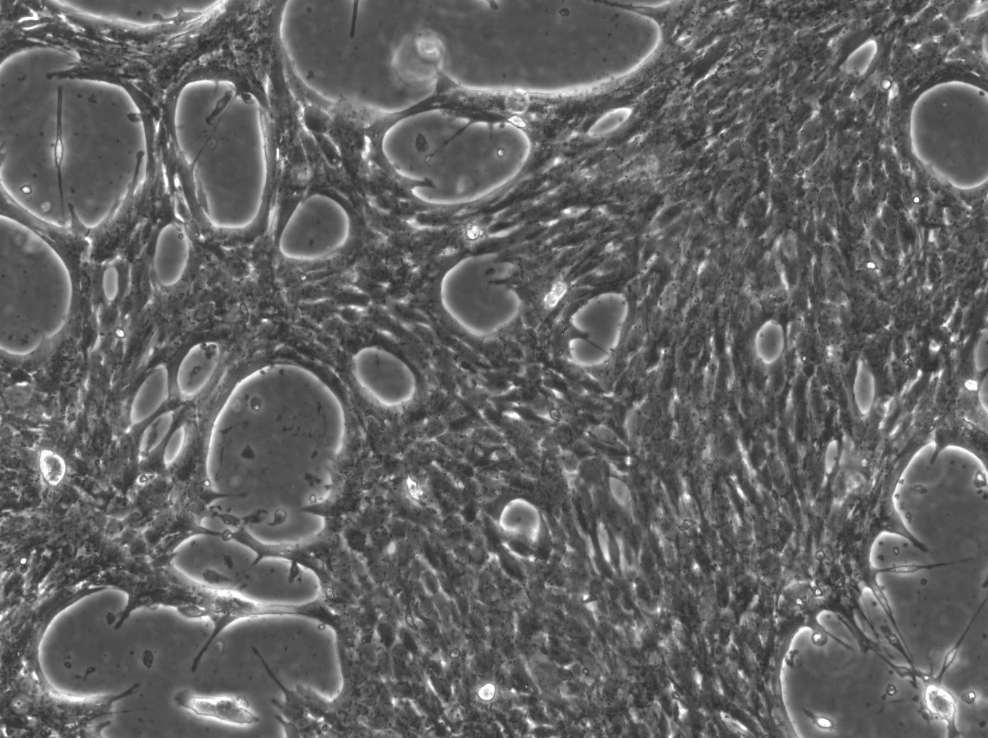 HEP-53.4 小鼠肝癌细胞