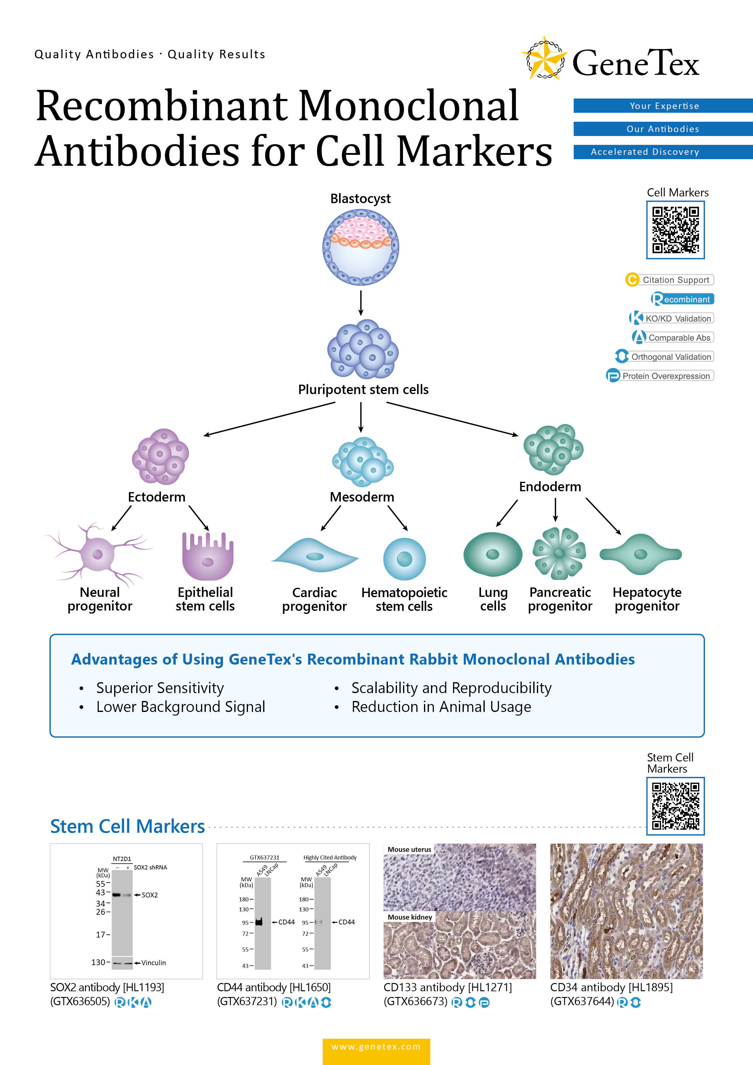 单页 - Recombinant Monoclonal Antibodies for Cell Markers