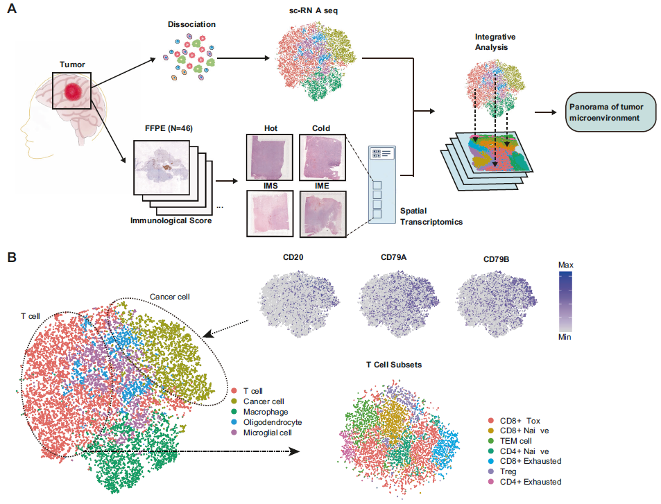 原发性中枢神经系统淋巴瘤TME重塑模式的空间表达