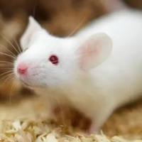 脑出血动物模型构建