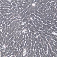 TCMK-1小鼠肾小管上皮细胞