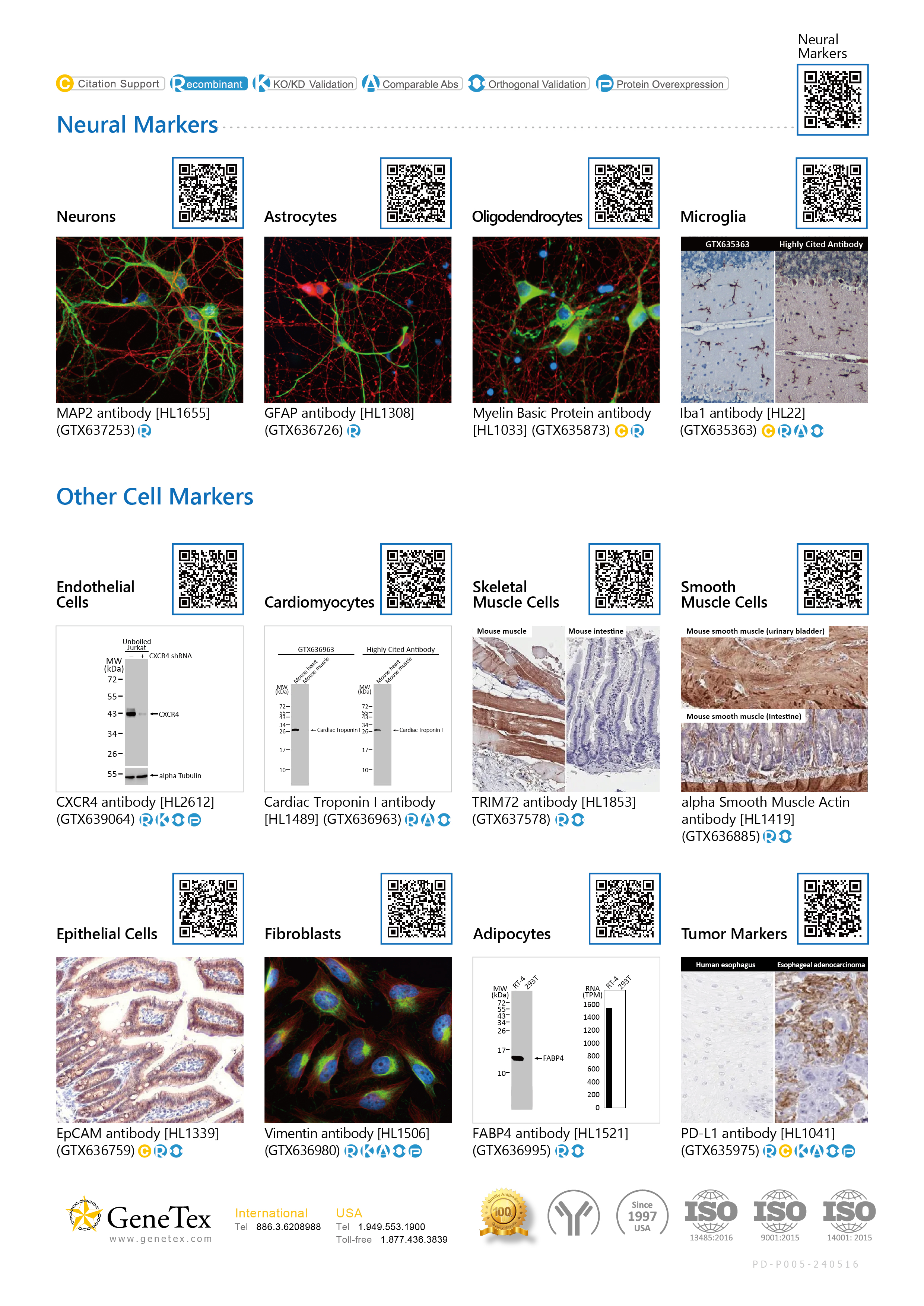 单页 - Recombinant Monoclonal Antibodies for Cell Markers
