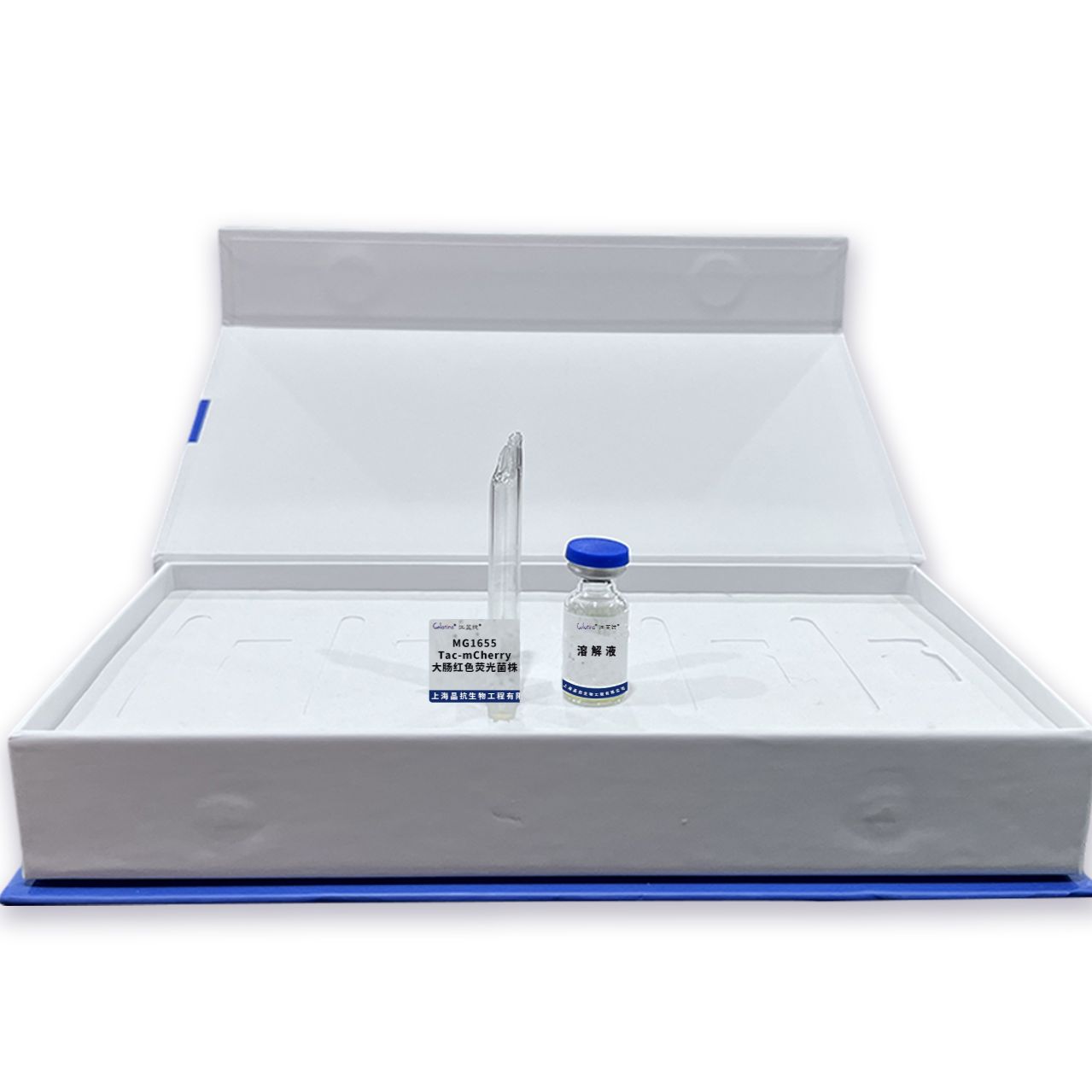 MG1655/Tac-mCherry大肠红色荧光菌株规格