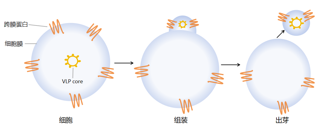 上新 | 突破跨膜蛋白制备技术难题，Claudin18.2-VLP全长跨膜蛋白隆重亮相！