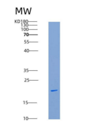 人B7-1 重组蛋白