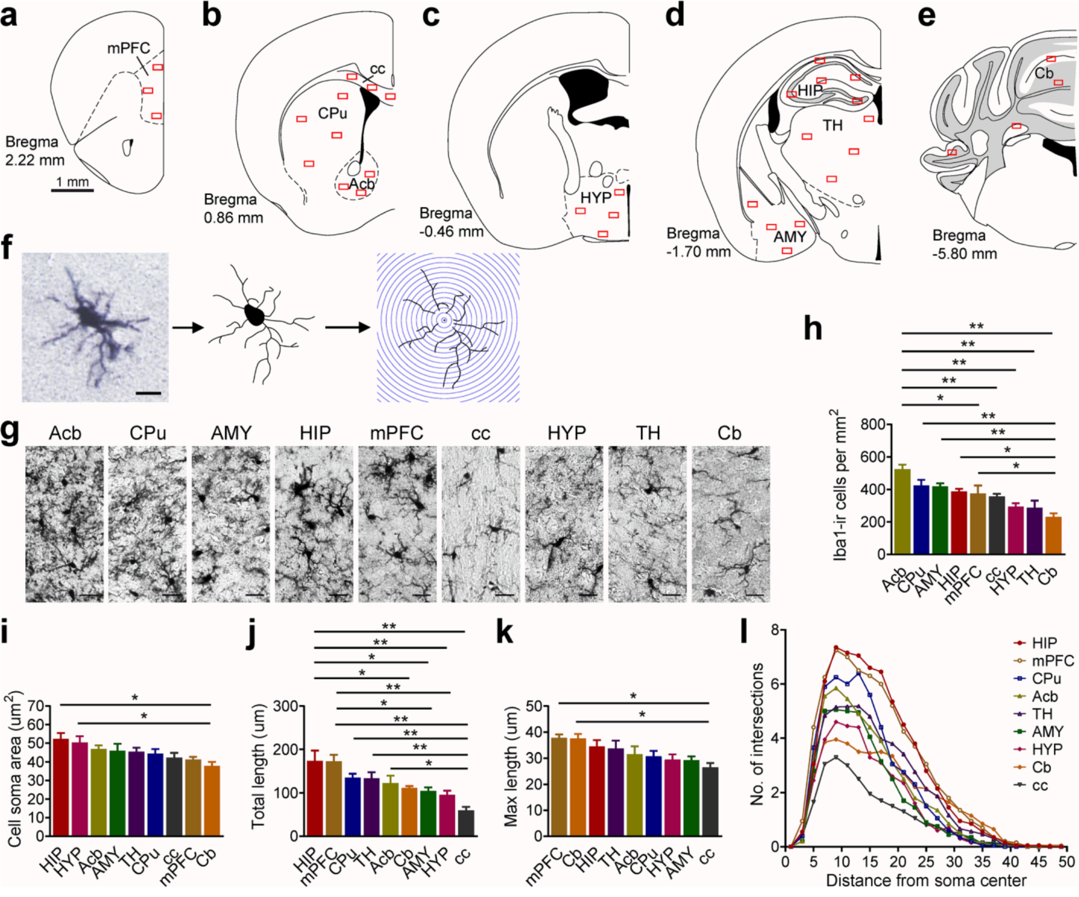 BBI | 马小红/倪荣军团队发现睡眠剥夺对年轻和老年小鼠的小胶质细胞和行为表型影响不一样