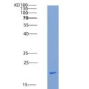 人B7-1 重组蛋白
