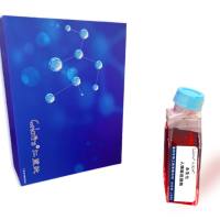 永生化人胰腺癌细胞