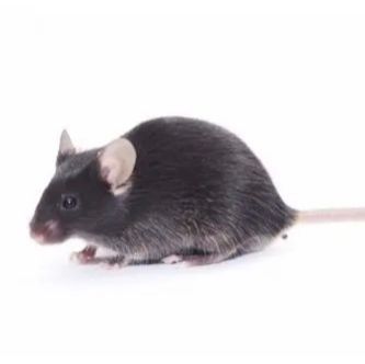 肥胖动物模型构建