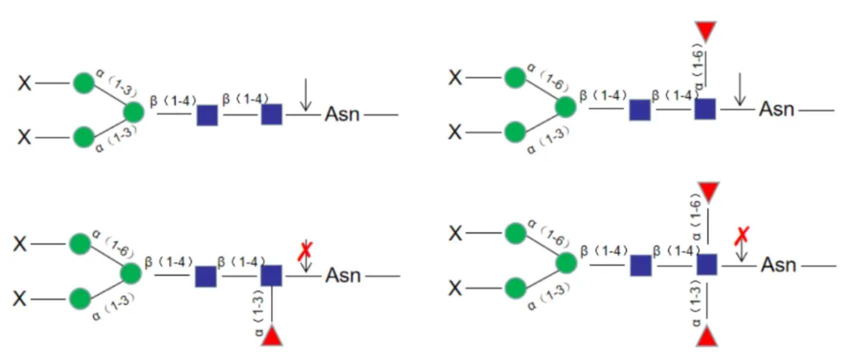 上新 | Fast PNGase F, 仅需10分钟完成彻底且无偏好地去糖基化