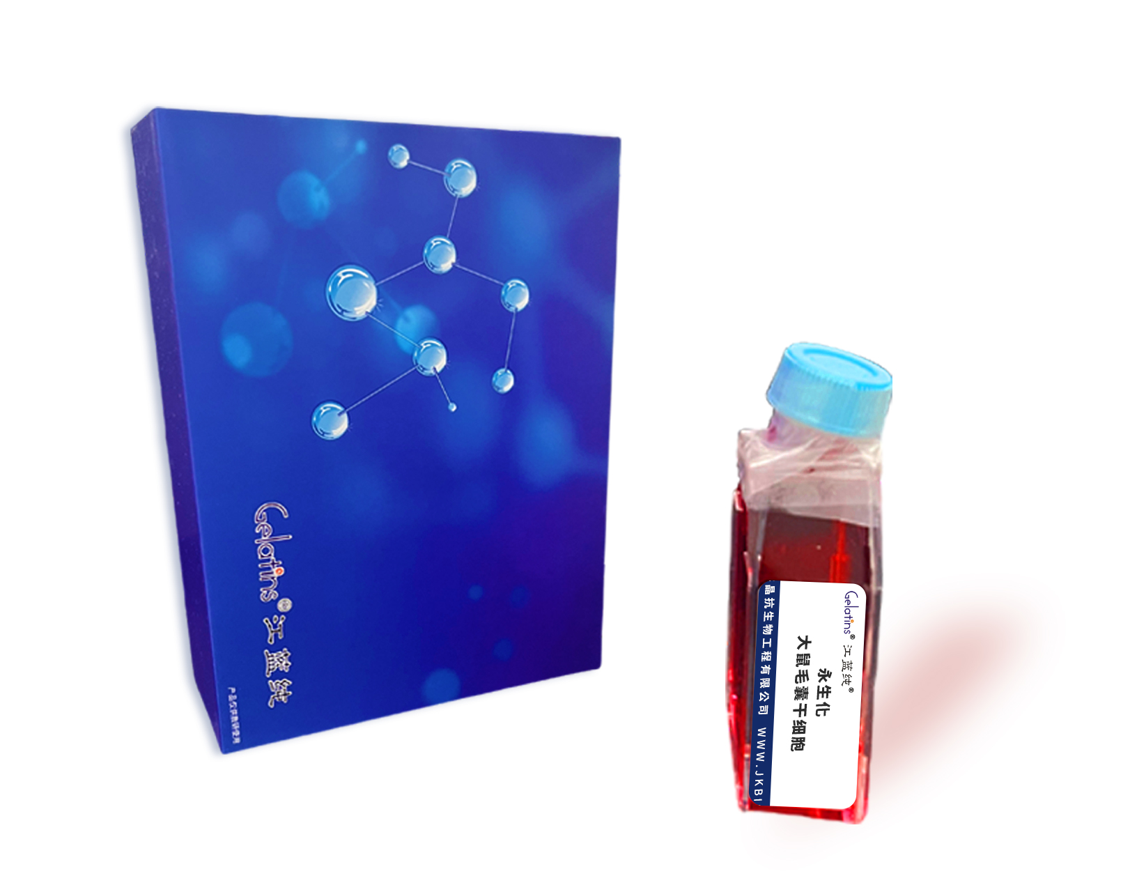 永生化大鼠毛囊干细胞