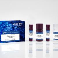 KeyTec® Firefly-Renilla Luciferase Detection Kit (100 tests)