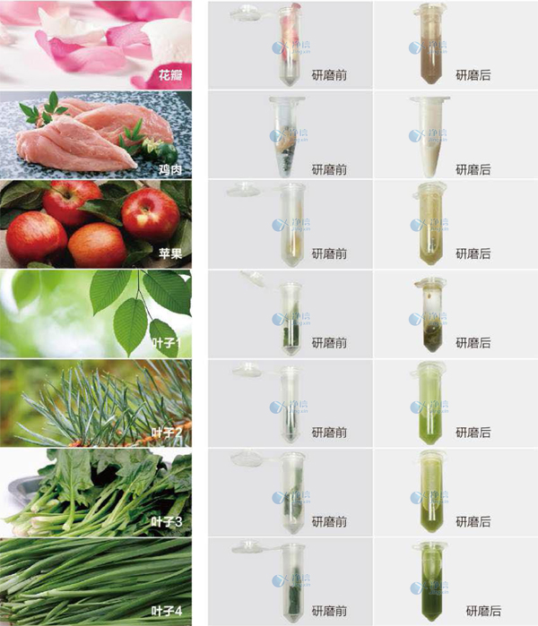 低温快速组织破碎仪/高通量组织细胞破碎仪/组织破碎机