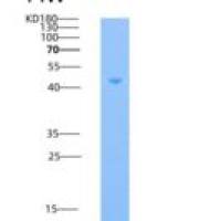 人B7-DC / PD-L2 / CD273重组蛋白His & Fc tag