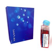 HEK293-copGFP/人胚肾细胞-绿色荧光蛋白标记