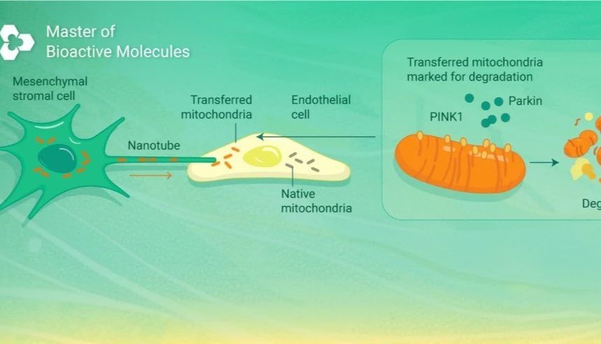 Nature 发文! 如果有一天，线粒体也能被移植 | MedChemExpress (MCE)