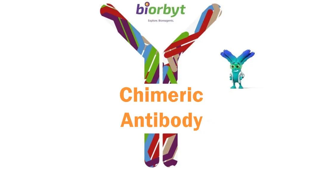 【Biorbyt 产品】嵌合抗体 / Chimeric Antibody