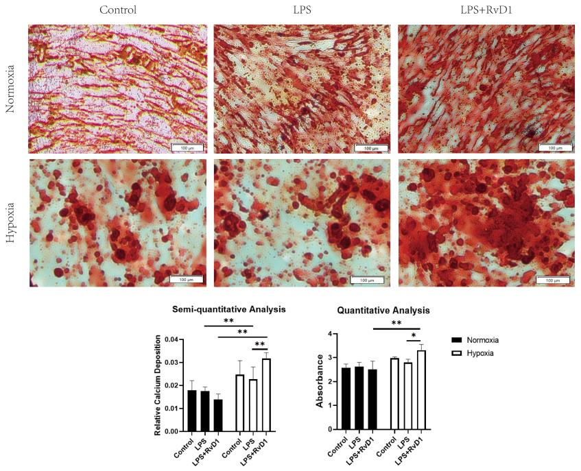 文献解读——低氧与牙周韧带细胞研究