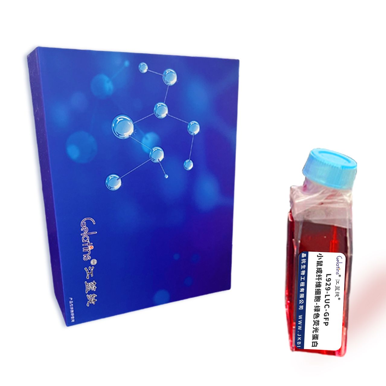 L929-LUC-GFP/小鼠成纤维细胞-绿色荧光蛋白