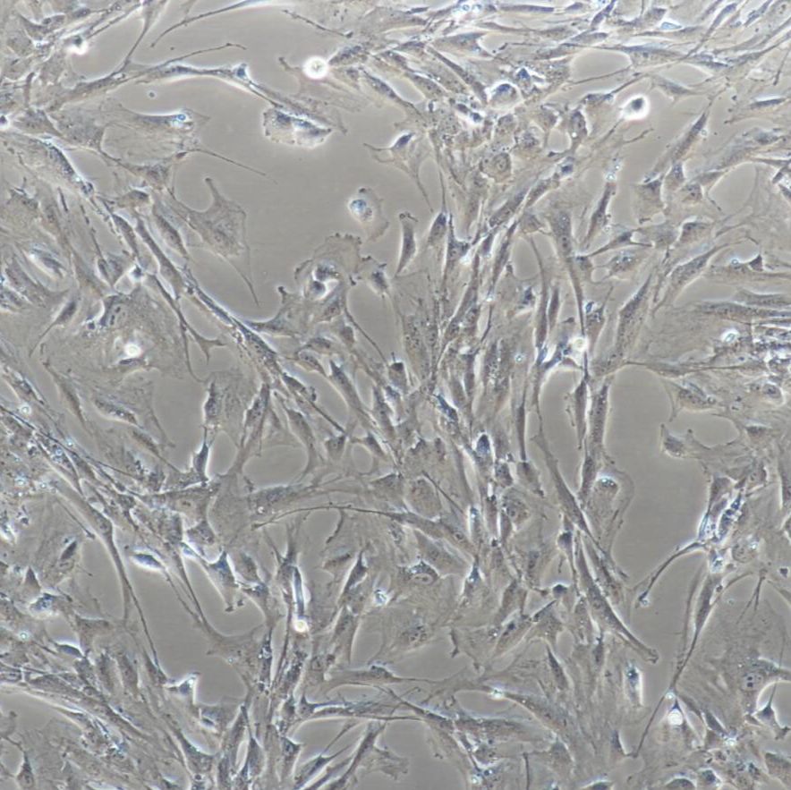 大鼠肺动脉平滑肌细胞系（永生化）