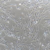 大鼠肺动脉平滑肌细胞系（永生化）