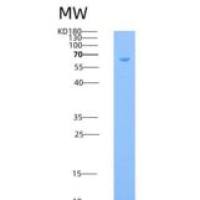 小鼠FGFR1 / CD331重组蛋白Fc tag