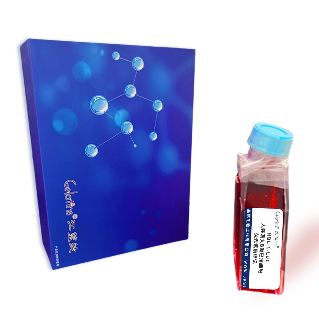 HBL-1-LUC/人弥漫大B淋巴瘤细胞-荧光素酶标记