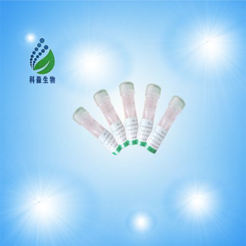 配对框基因9(PAX9)多克隆抗体