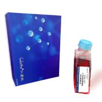 SIHA-LUC/人子宫颈鳞癌细胞-荧光素酶标记