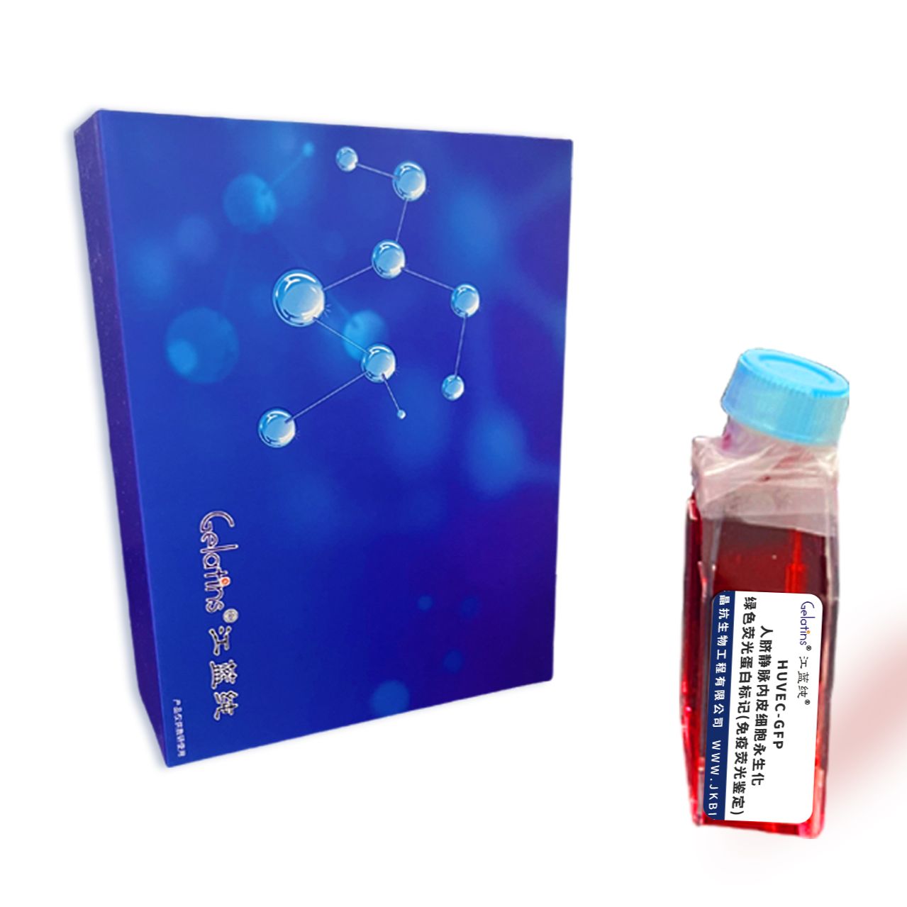 HUVEC-GFP/人脐静脉内皮细胞永生化-绿色荧光蛋白标记(免疫荧光鉴定)