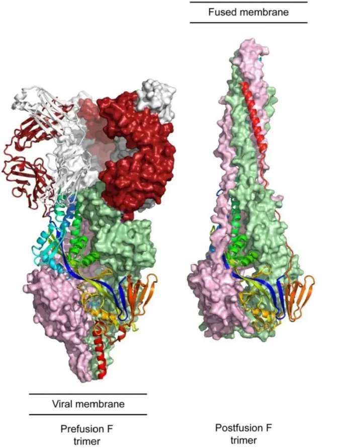 疫苗界的三国演义：RSV疫苗的全球研发大战