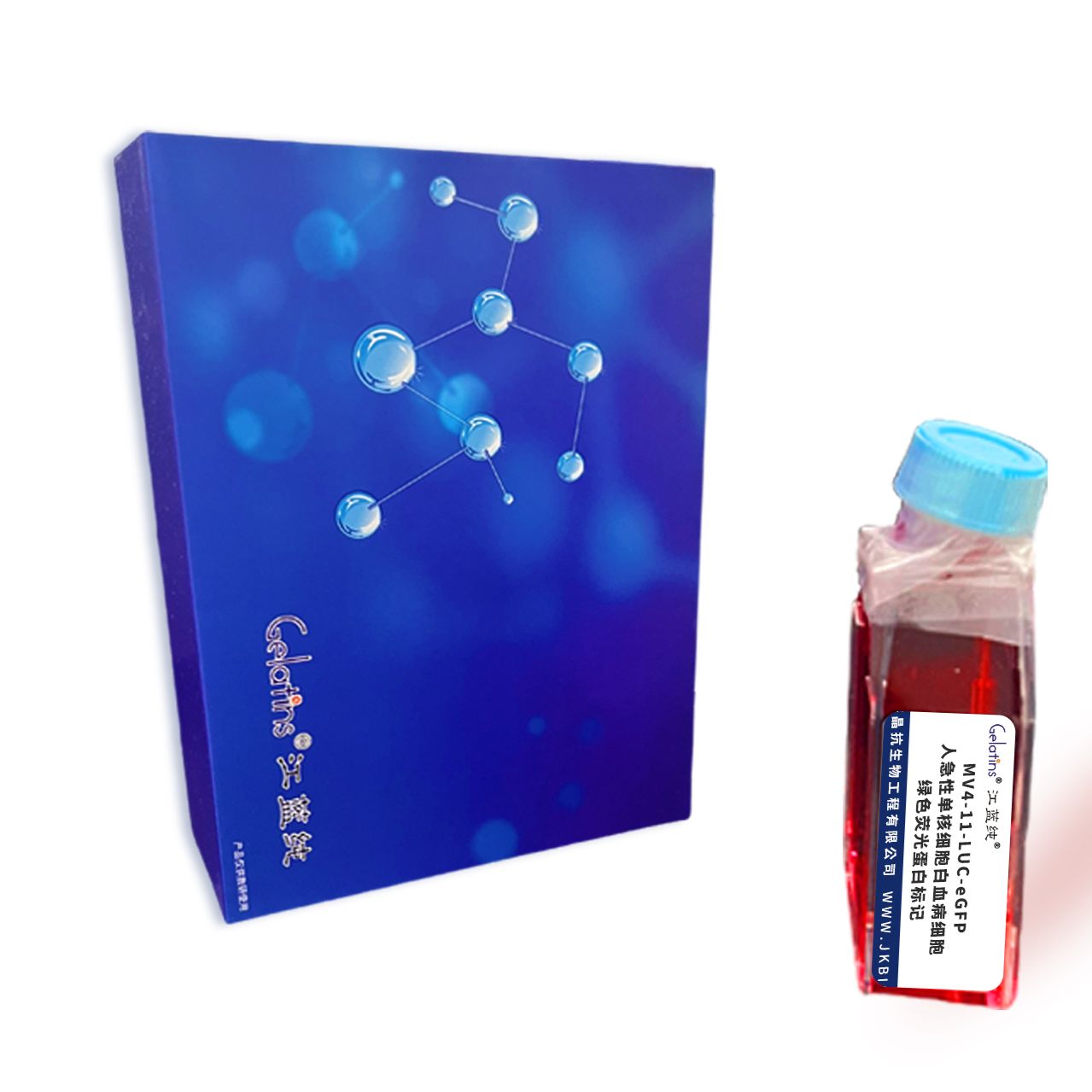 MV4-11-LUC-eGFP/人急性单核细胞白血病细胞-绿色荧光蛋白标记