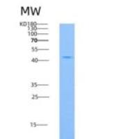 大鼠CLEC4D / CLECSF8重组蛋白Fc tag