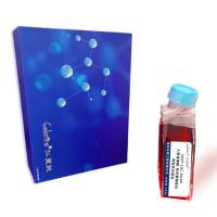 293T-LUC-EGFP/人胚肾细胞-荧光素酶标记