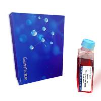 Daudi-LUC/人Burkitt's淋巴瘤细胞-荧光素酶标记