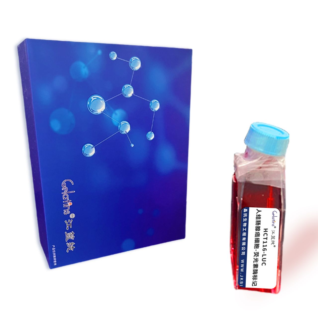 HCT116-LUC/人结肠腺癌细胞-荧光素酶标记