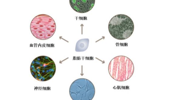 人脂肪间充质干细胞的分离培养