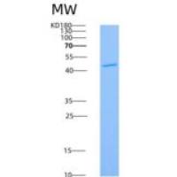 人LFA-3 / CD58重组蛋白Fc tag