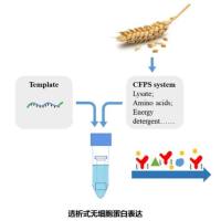 无细胞蛋白表达试剂盒 （小麦胚）
