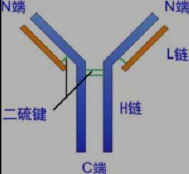 四种亚型IgG抗体生理特性