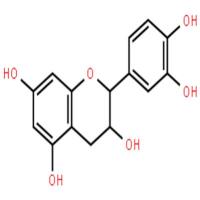 表儿茶素