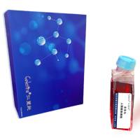 永生化人胰腺癌细胞