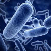 支原体去除试剂