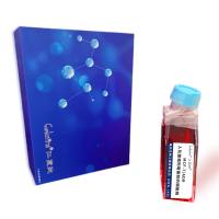 MCF-7/ADR人乳腺癌阿霉素耐药细胞株