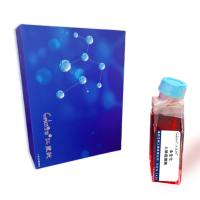 永生化人肠癌细胞