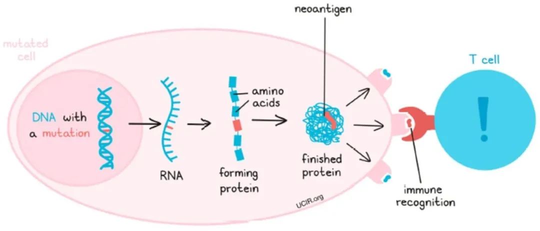 文献解读 | COSMIC数据库助力肿瘤新抗原挖掘