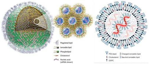 R8靶向肽修饰包裹红霉素/和厚朴酚的脂质体