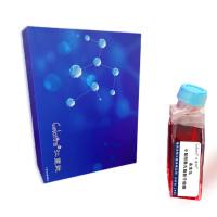 永生化小鼠附睾丸脂肪干细胞