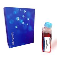 永生化猪皮肤成纤维细胞